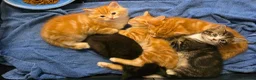 Mixed Breed cats for sale: Adorable kittens  - Advert 13