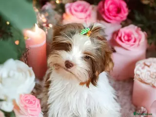 Yorkshire Terrier dogs Luxury Yorkshire terrier Biro🤎🤍 - Advert 6