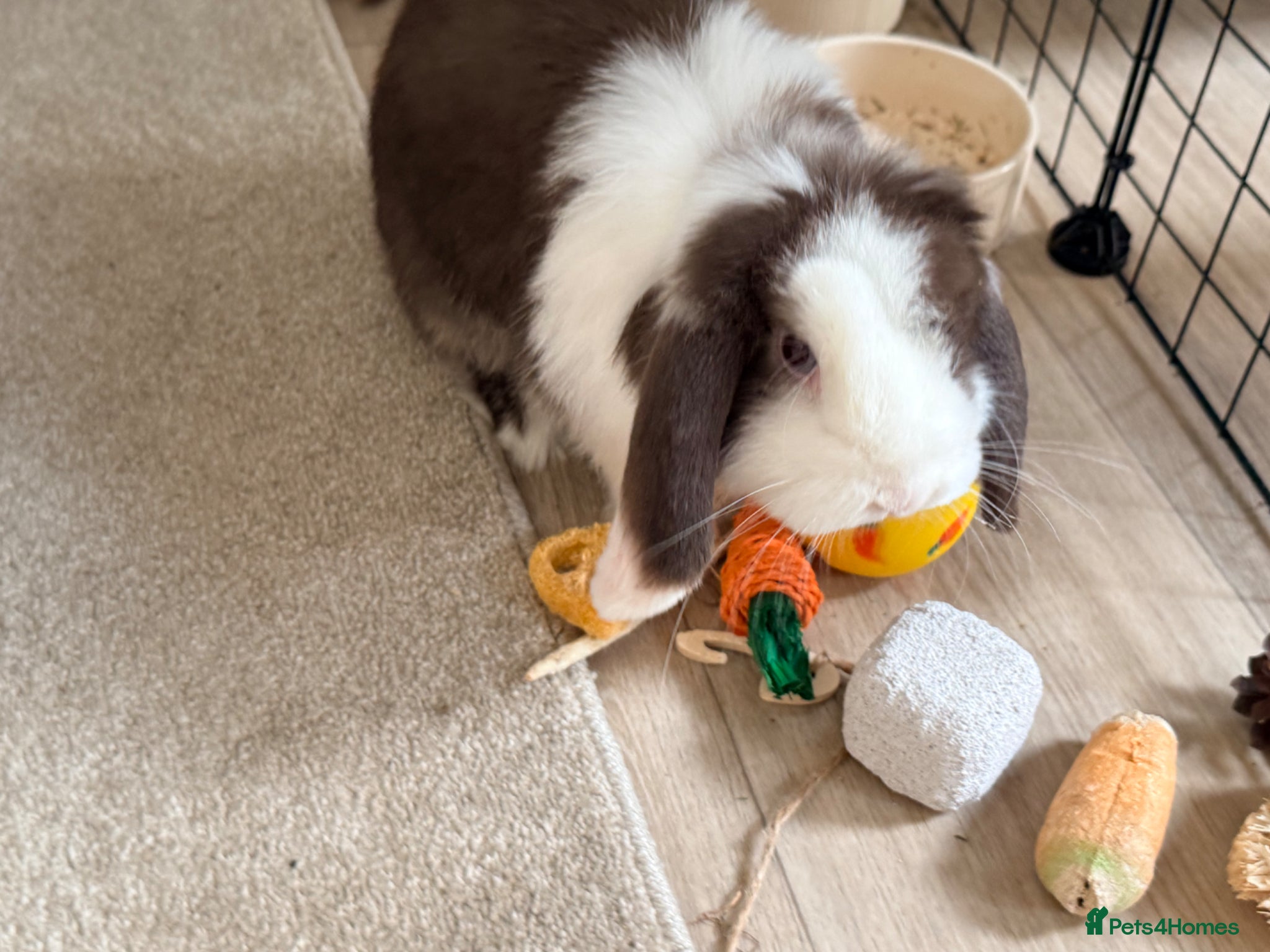 Mini Lop rabbits Beautiful Mini Lop. 5 months baby,very calm nature - Advert 2