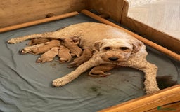 Goldendoodle dogs for sale: Golden doodle puppies ready 12th September  - Image 35