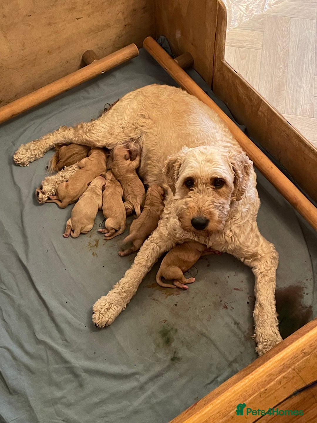 Goldendoodle dogs for sale: Golden doodle puppies ready 12th September  - Image 35