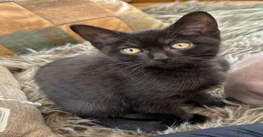 British Shorthair cats - Advert 6
