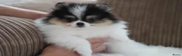 Pomeranian dogs for sale: Cute puppies  - Advert 11