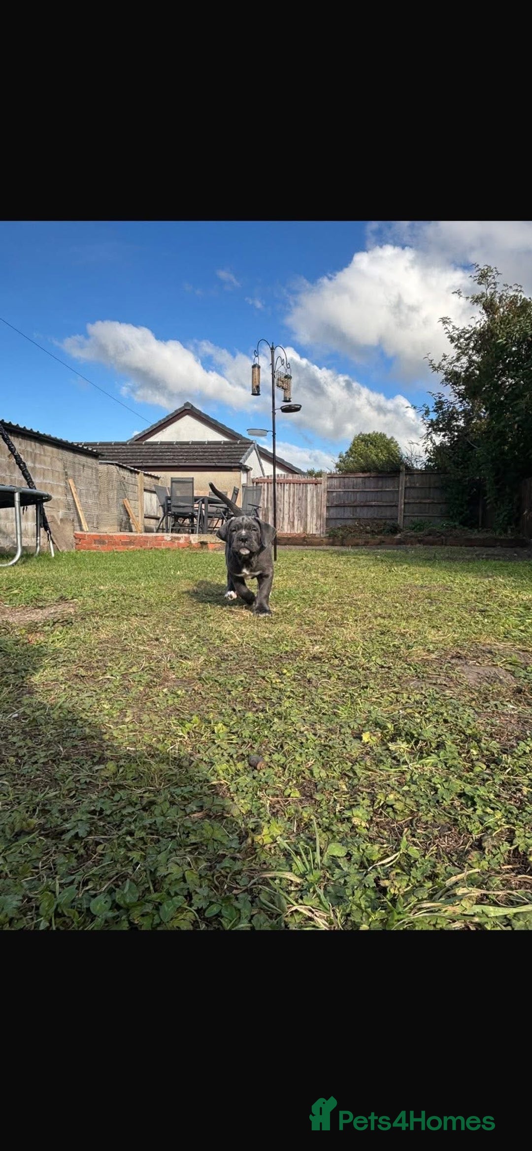 Cane Corso dogs for sale: Cane corso puppies looking for their forever homes - Image 29