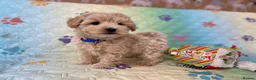 Maltipoo dogs for sale: Beautiful Maltipoo little boy - Advert 4