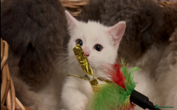 Munchkin cats for sale: Sweet Munchkins 🤗 - Image 1