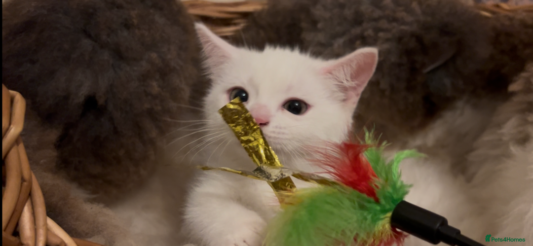Munchkin cats for sale: Sweet Munchkins 🤗 - Image 1
