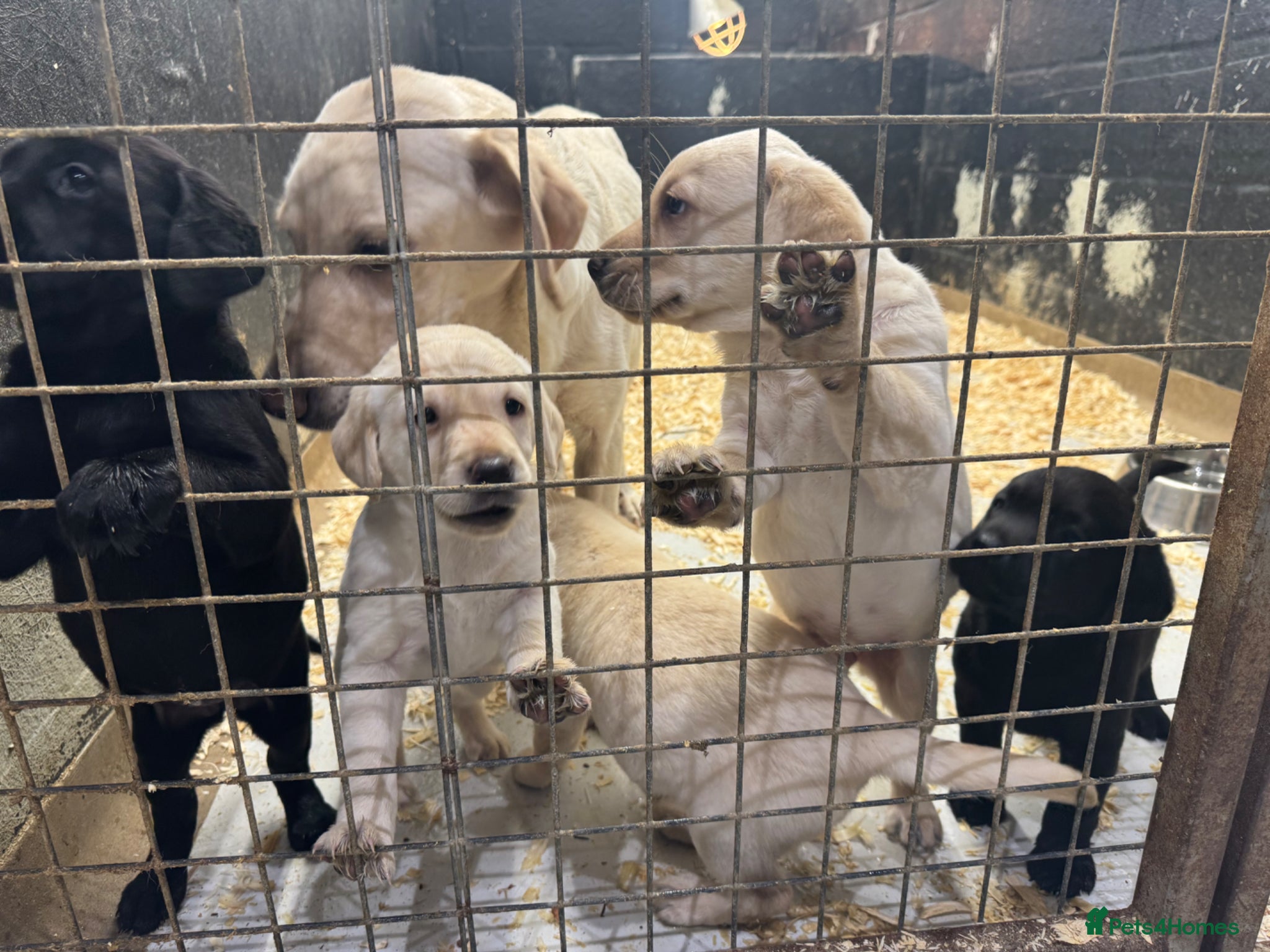 Labrador Retriever dogs Labrador puppies  - Advert 1