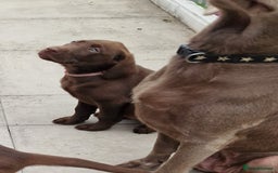 Labrador Retriever dogs for sale: Champain/chocolate puppys - Image 34
