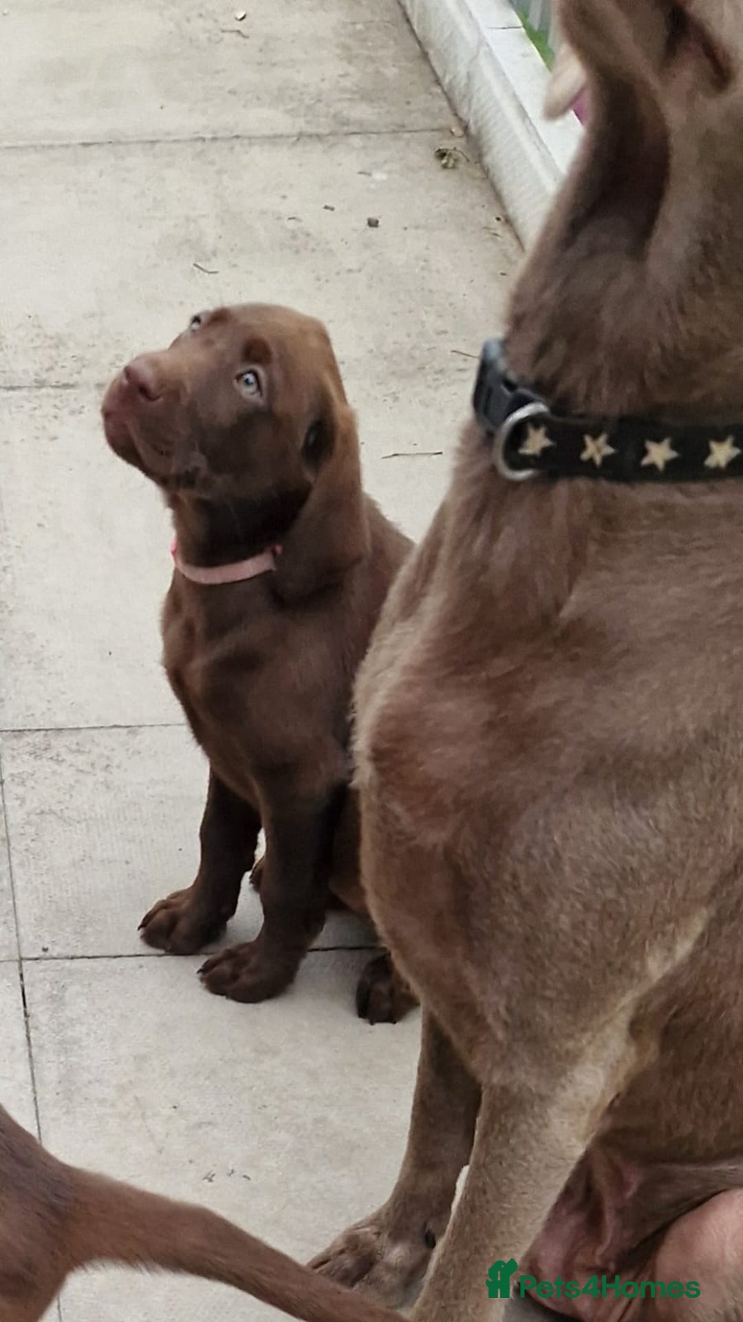 Labrador Retriever dogs for sale: Champain/chocolate puppys - Image 34