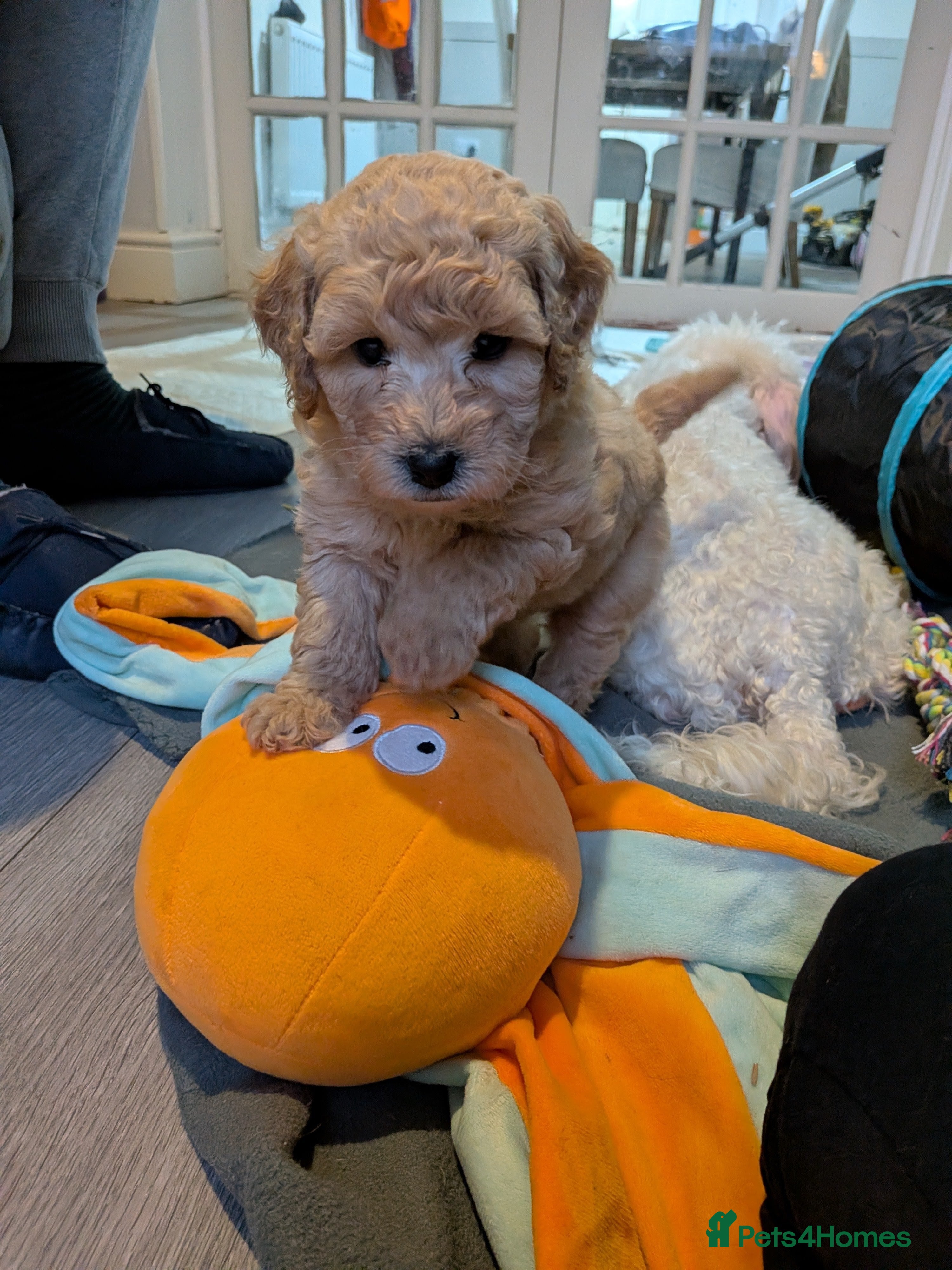 Lhasapoo dogs  gorgeous male lhasapoo puppies  - Advert 1