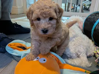 Lhasapoo dogs gorgeous male lhasapoo puppies - Advert 4