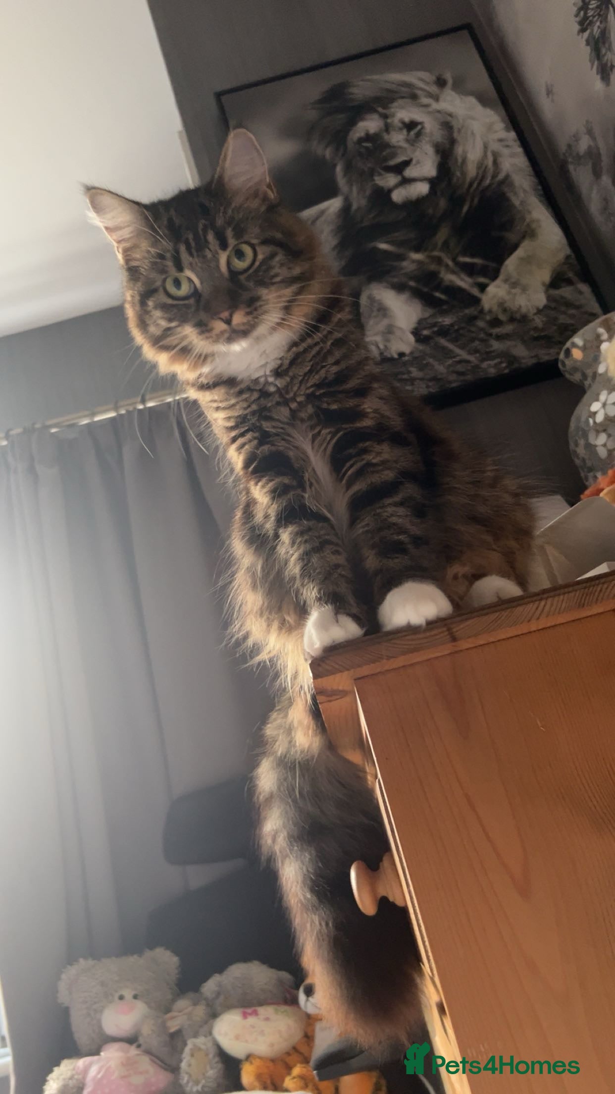 Mixed Breed cats Maine Coon cross  - Advert 1