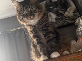 Mixed Breed cats Maine Coon cross - Advert 1