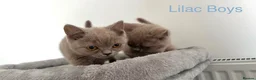 British Shorthair cats for sale: 5 British Shorthair Kittens in Wellingborough - Advert 6