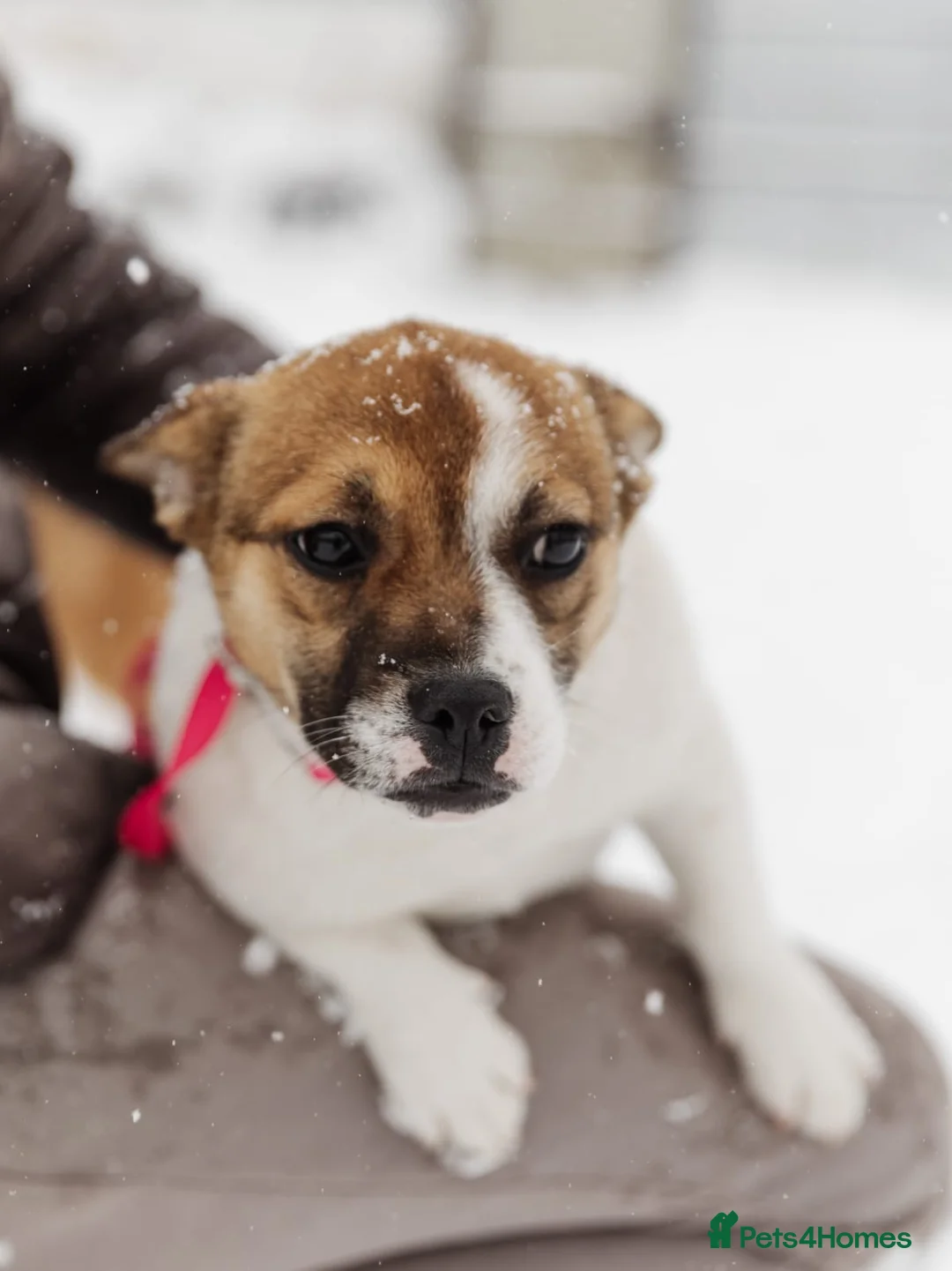 Mixed Breed dogs for adoption: 💖🐶 DEMI-MOON 🐶💖 - Advert 5