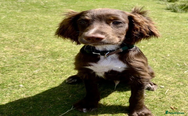 Cocker Spaniel dogs - Advert 2