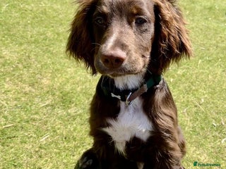 Cocker Spaniel dogs - Advert 33