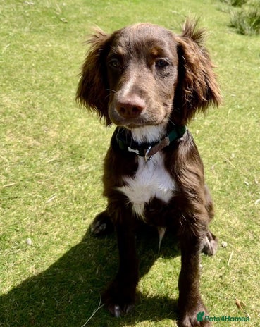 Cocker Spaniel dogs - Advert 2