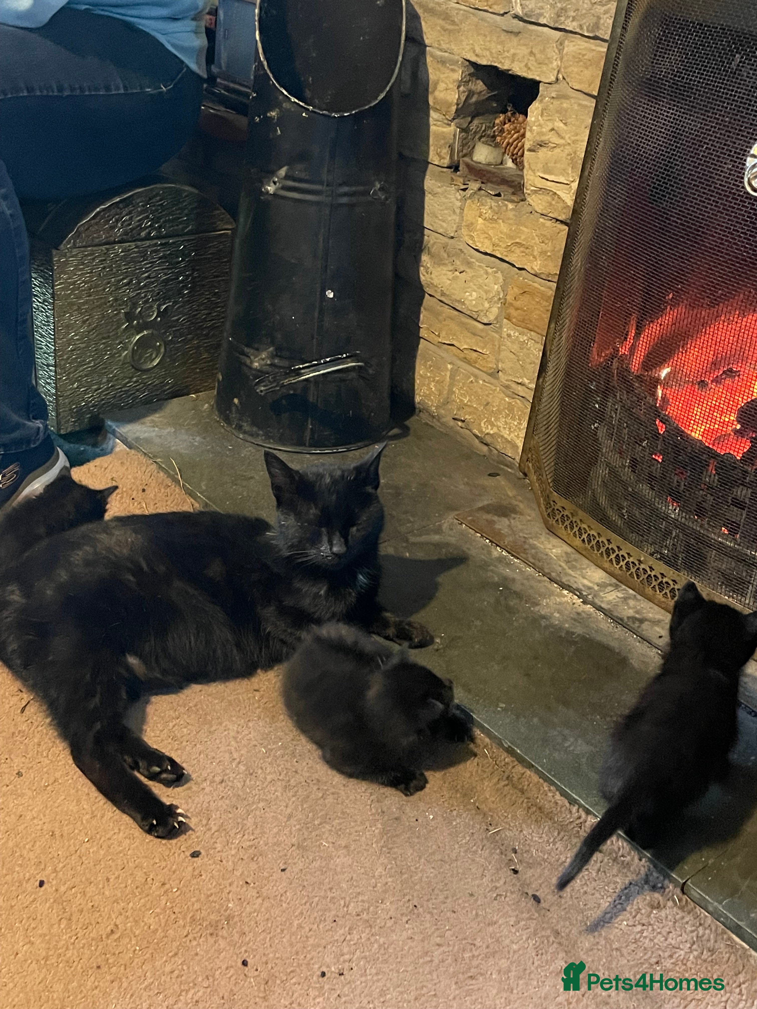 Mixed Breed cats Black kittens ready now near Bentham/ Lancaster - Advert 1
