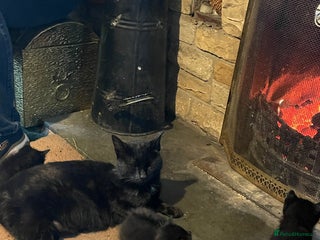 Mixed Breed cats Black kittens ready now near Bentham/ Lancaster - Advert 1