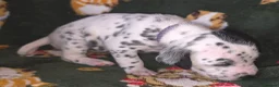 Mixed Breed dogs for sale: Dalmatian x Labrador puppies in Grimsby - Advert 14