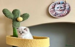 Ragdoll cats for sale: Stunning Ragdoll kitten SHOW/BREEDING -GCCF   - Image 28