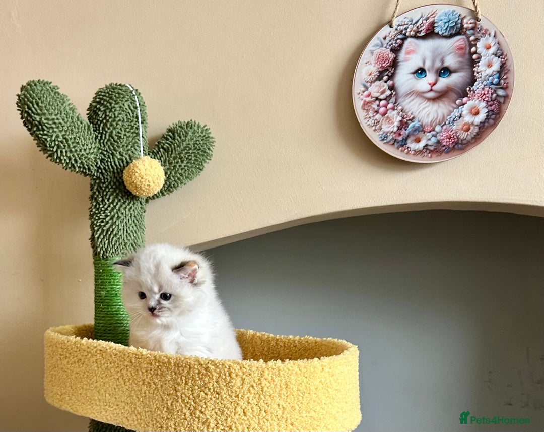 Ragdoll cats for sale: Stunning Ragdoll kitten SHOW/BREEDING -GCCF   - Image 28