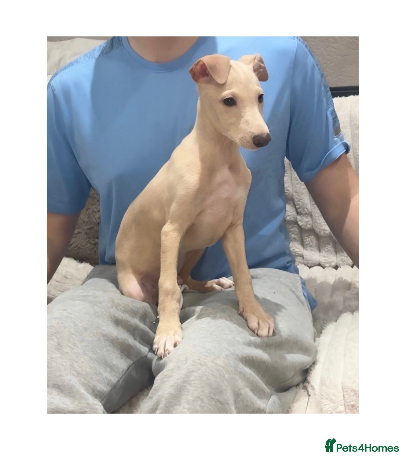 Italian Greyhound dogs STUNNING BOYS READY TO LEAVE💙💙 - Advert 9