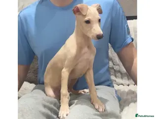 Italian Greyhound dogs STUNNING BOYS READY TO LEAVE💙💙 - Advert 9