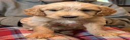 Goldendoodle dogs for sale: Australian Golden Doodle Puppies - READY NOW - Advert 25