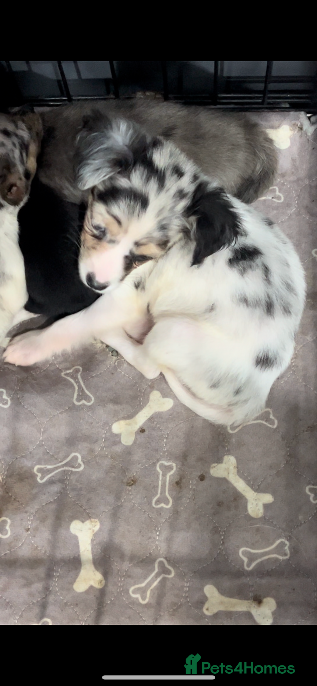 Mixed Breed dogs for sale: Gorgeous litter of Jack x chi pups  - Image 6