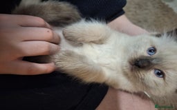 Ragamese cats for sale: 1 boy 1 girl ragamese kittens - Image 5