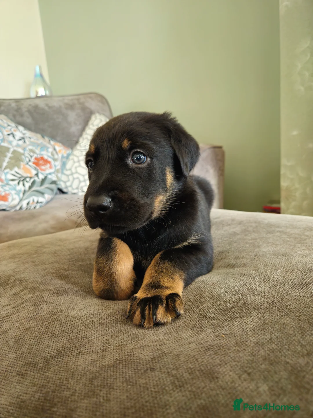 Mixed Breed dogs for sale: Ready to go !!! black German shepherd x doberman  - Advert 1