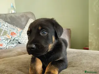 Mixed Breed dogs Beautiful black German shepherd x doberman - Advert 6