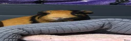 Guinea Pig rodents for sale: 2 Male guinea pigs (plus entire setup) - Advert 10