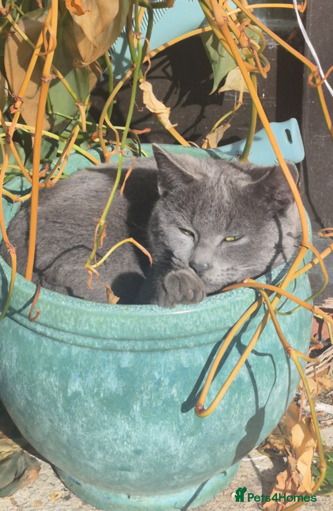 Mixed Breed cats for sale: Four gorgeous grey kittens - Advert 2