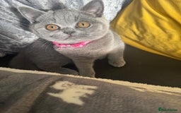 British Shorthair cats for sale: Beautiful British shorthair girl ready now - Advert 2