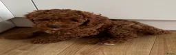 Cockapoo dogs for sale: Adorable F1BB Cockapoos - Advert 14