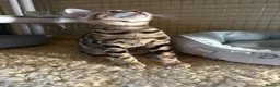 Bengal cats for sale: 🩷 Stunning TICA ✨ Health tested Bengal kitten  - Advert 5