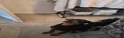 Rottweiler dogs for sale: Male rottweiler puppie - Advert 9