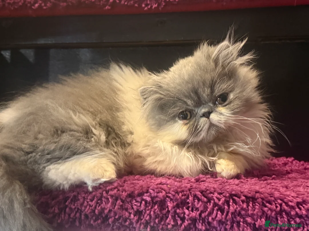 Persian cats for sale: Gorgeous Blue and White pedigree persian boy - Advert 3