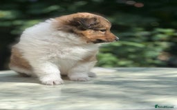 Shetland Sheepdog dogs for sale: Shetland Sheepdog/Sheltie puppy - Image 14