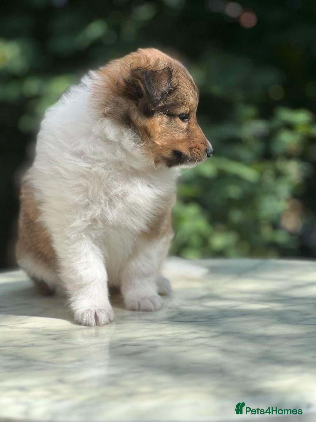 Shetland Sheepdog dogs for sale: Shetland Sheepdog/Sheltie puppy - Image 14