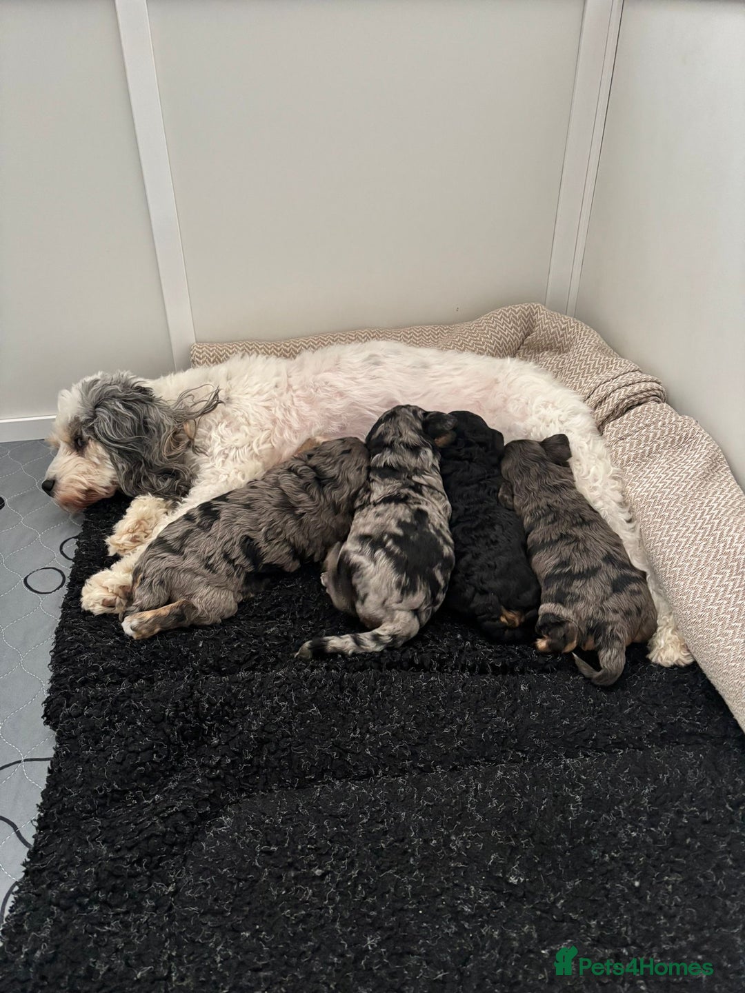 Cavapoo dogs for sale: Two Beautiful Boy Cavapoo Puppies For Sale  - Advert 11