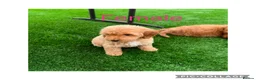 Cockapoo dogs for sale: F1 cockapoos - Advert 4