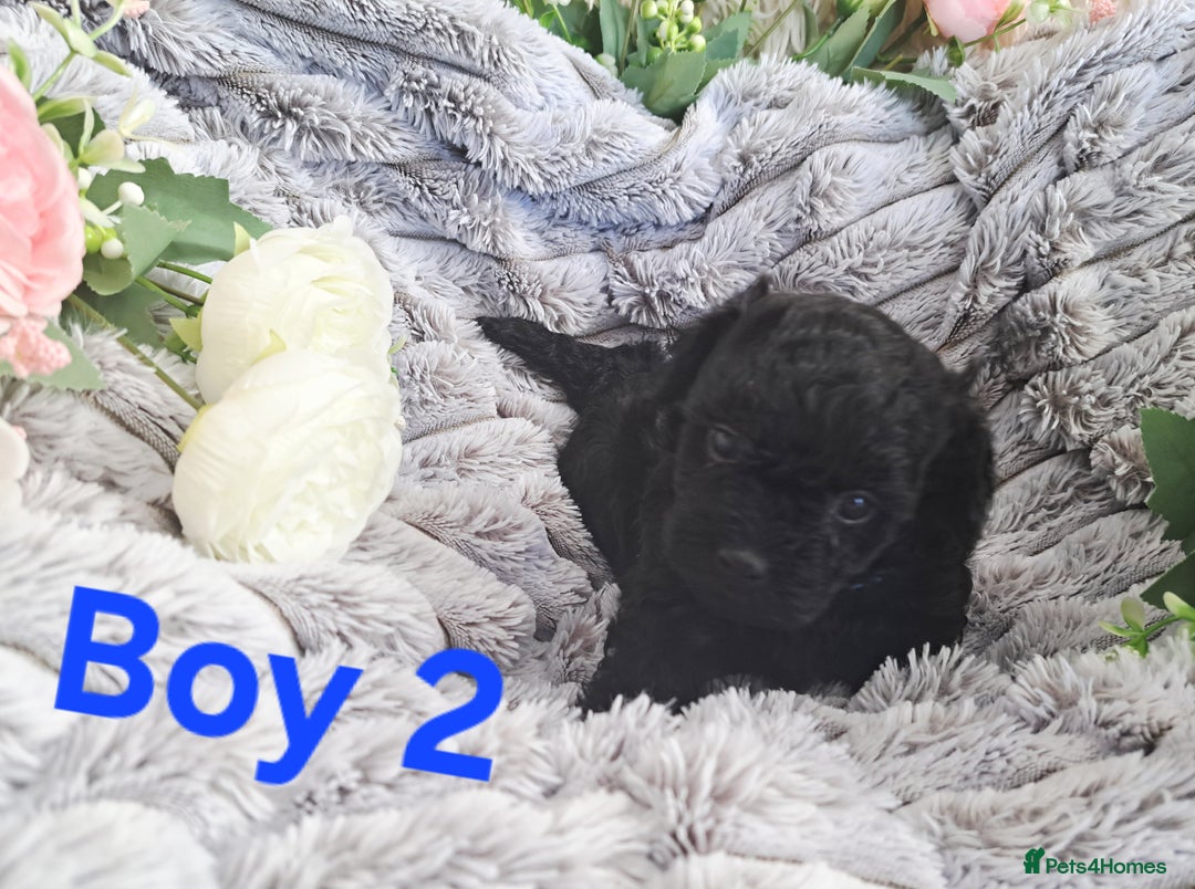Shihpoo dogs for sale: Shihpoo Shih Tzu x Poodle (Shoodle) Puppies - Image 9