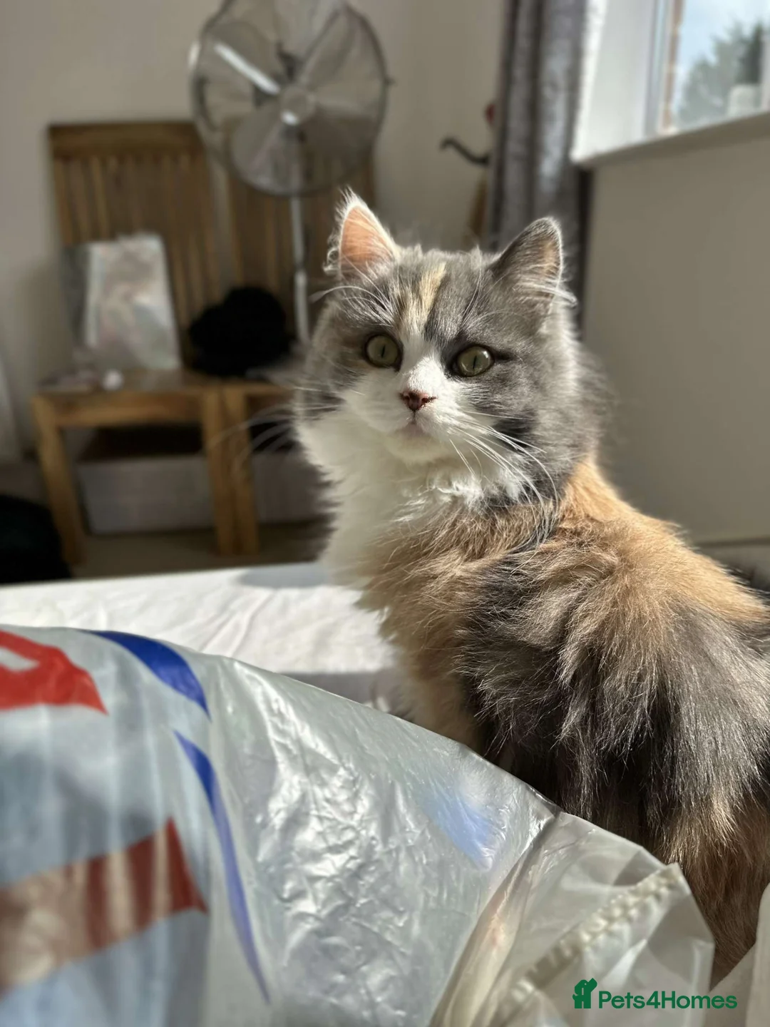 Ragdoll cats for sale: Ragdoll Kittens for Sale – 2 Females & 1 Male - Advert 18