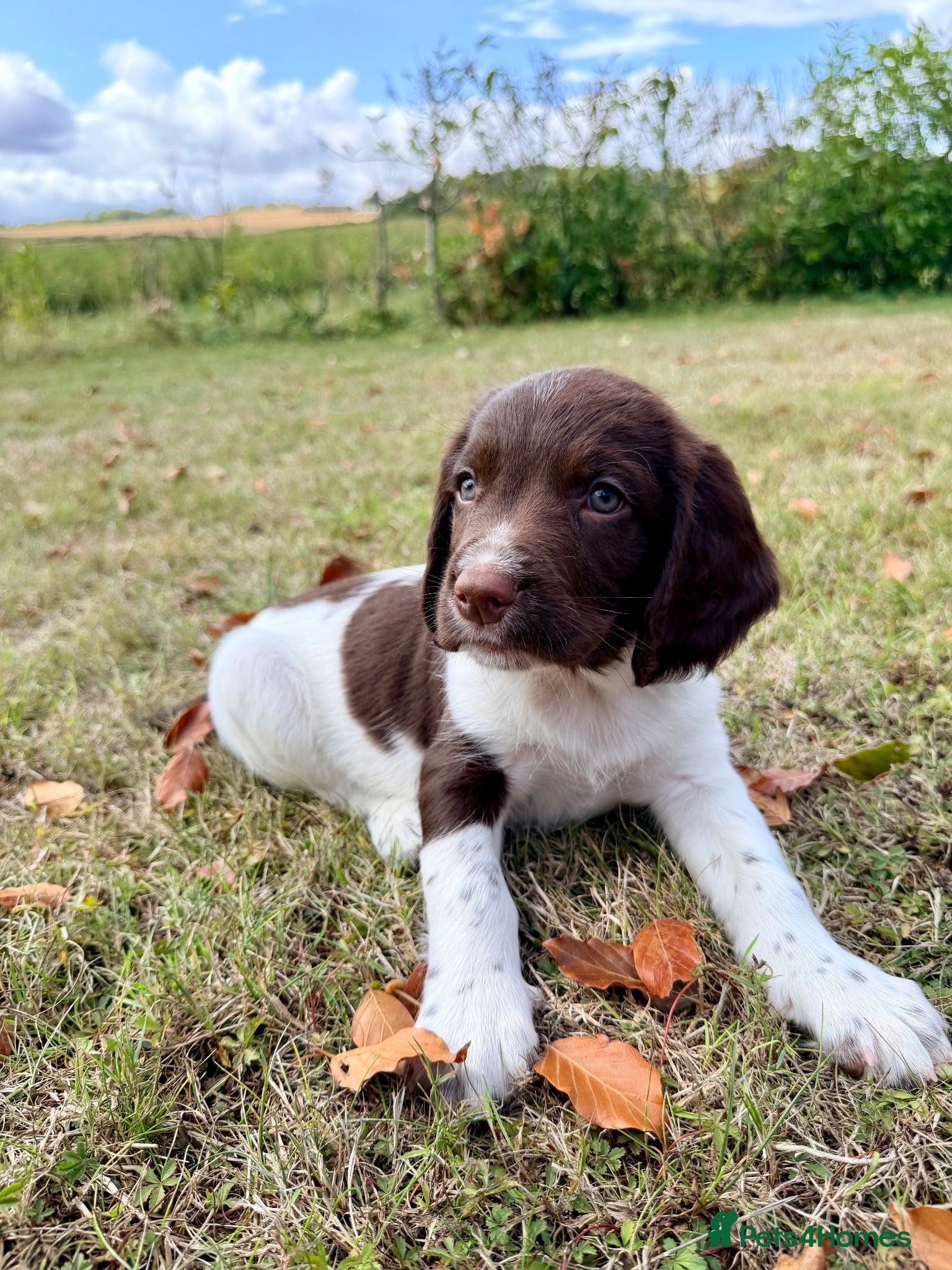 English Springer Spaniel dogs KC, Heath tested, Champion bred Springer Spaniels - Advert 1