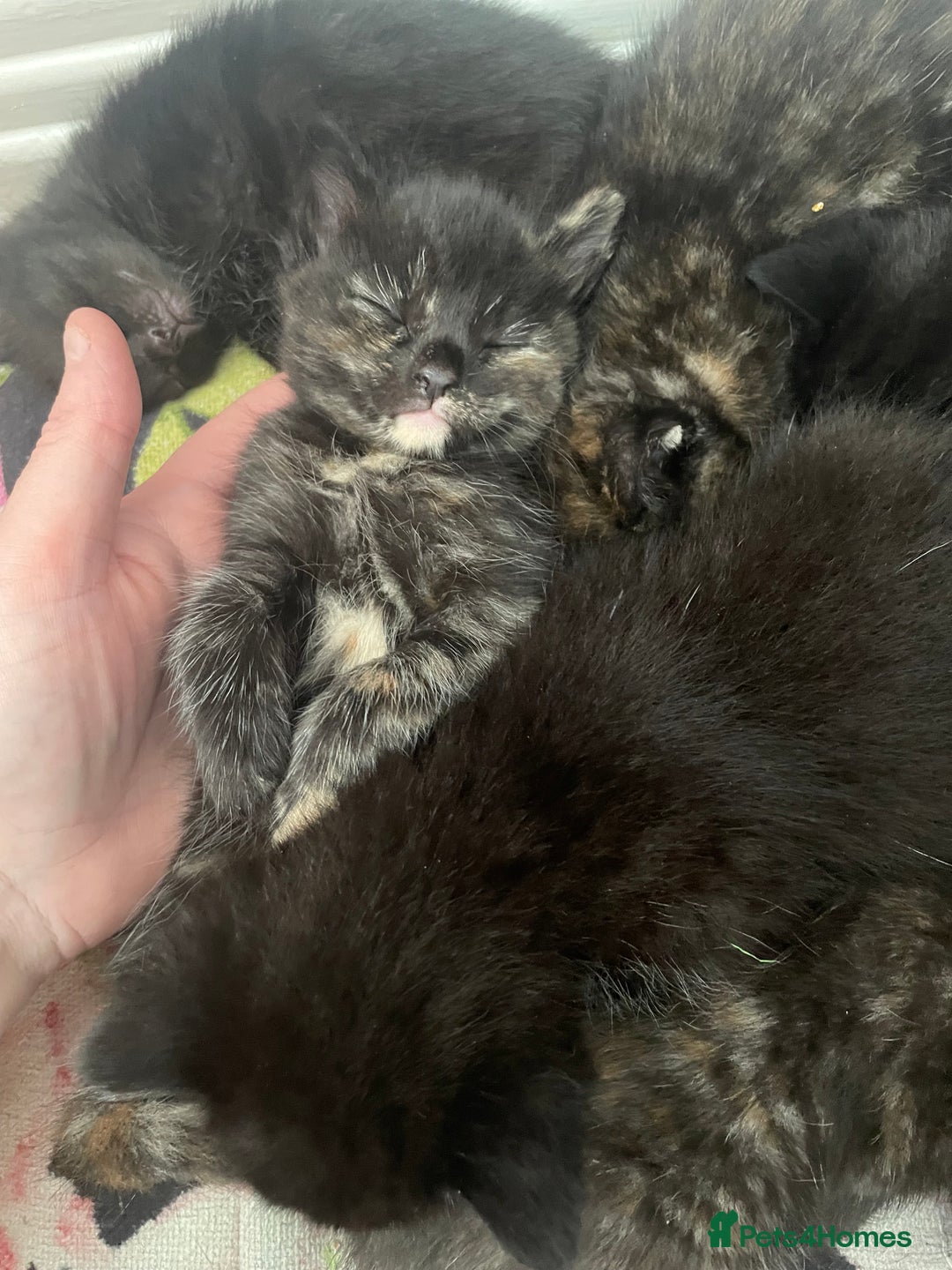 Mixed Breed cats for sale: Only 1 black male available - Image 5